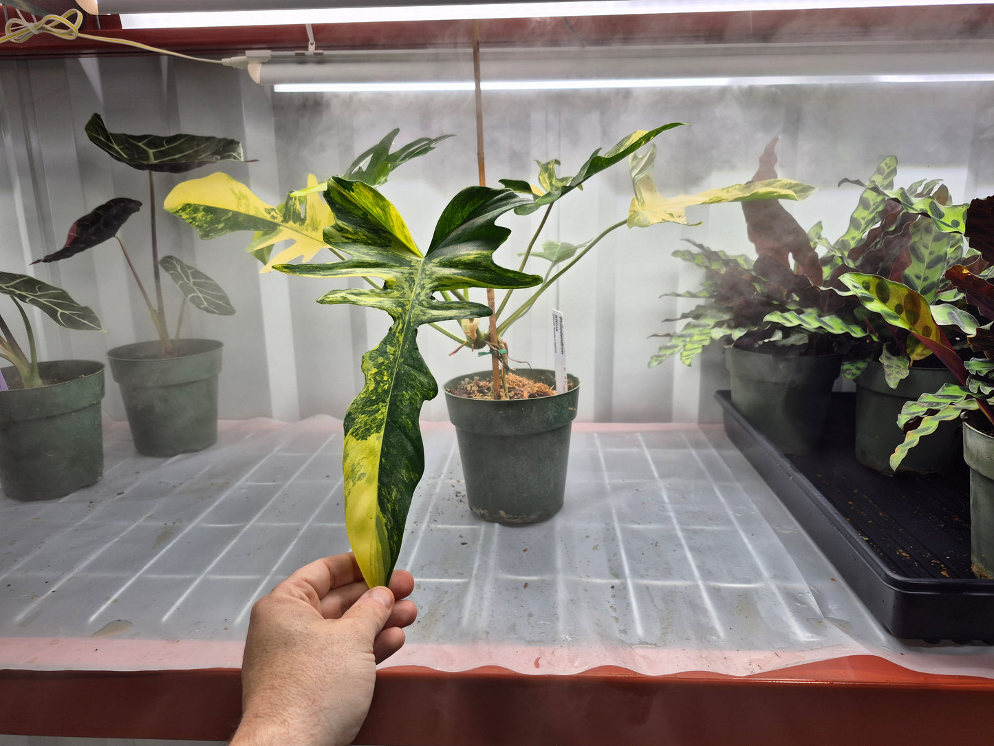 Philodendron kitina - 6"