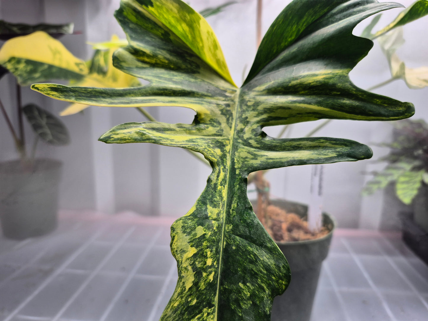 Philodendron kitina - 6"