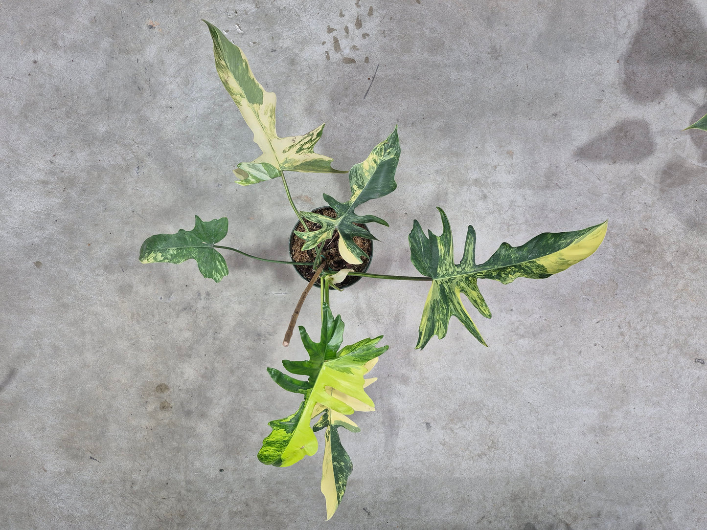 Philodendron kitina - 6"