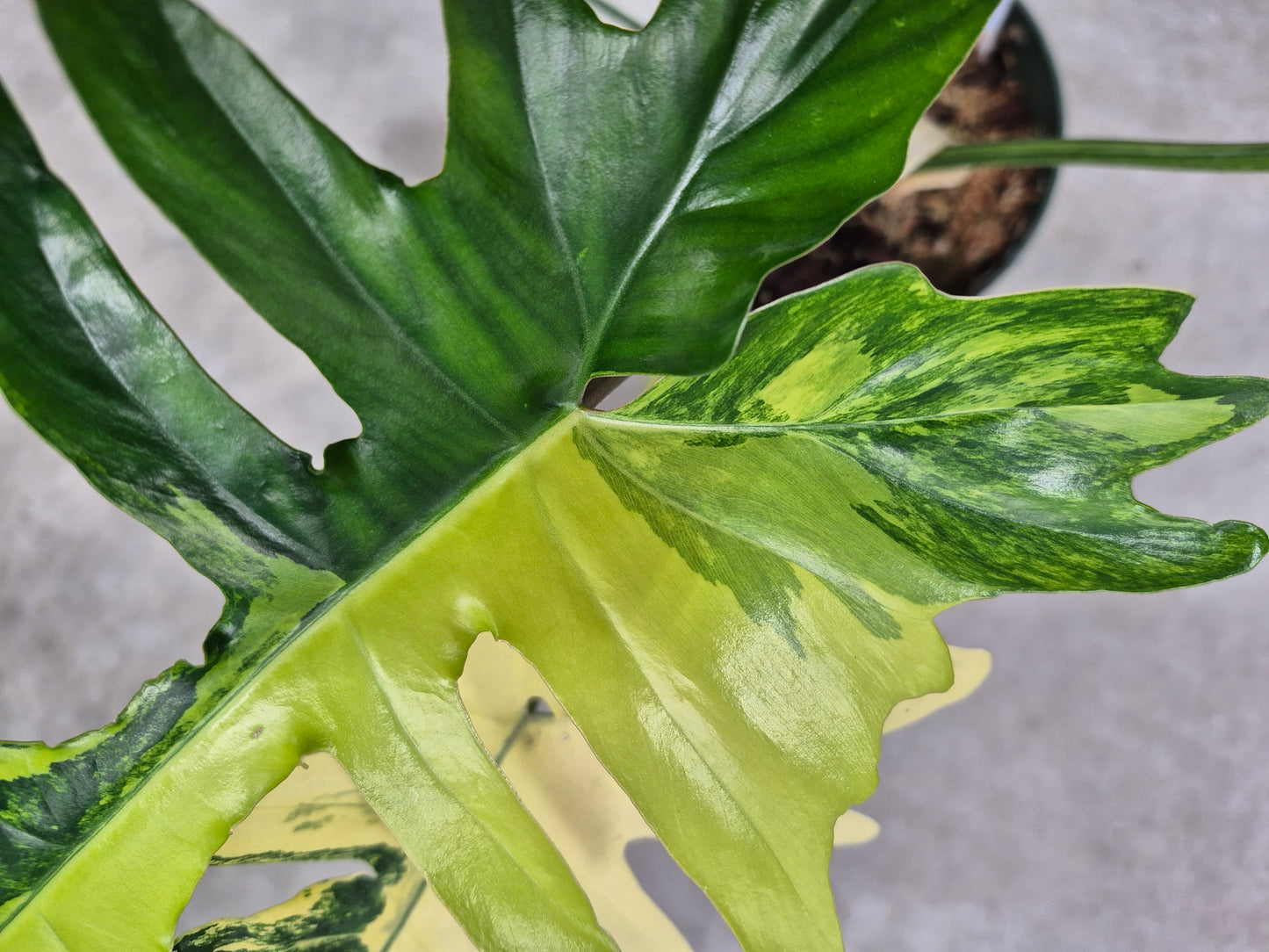 Philodendron kitina - 6"