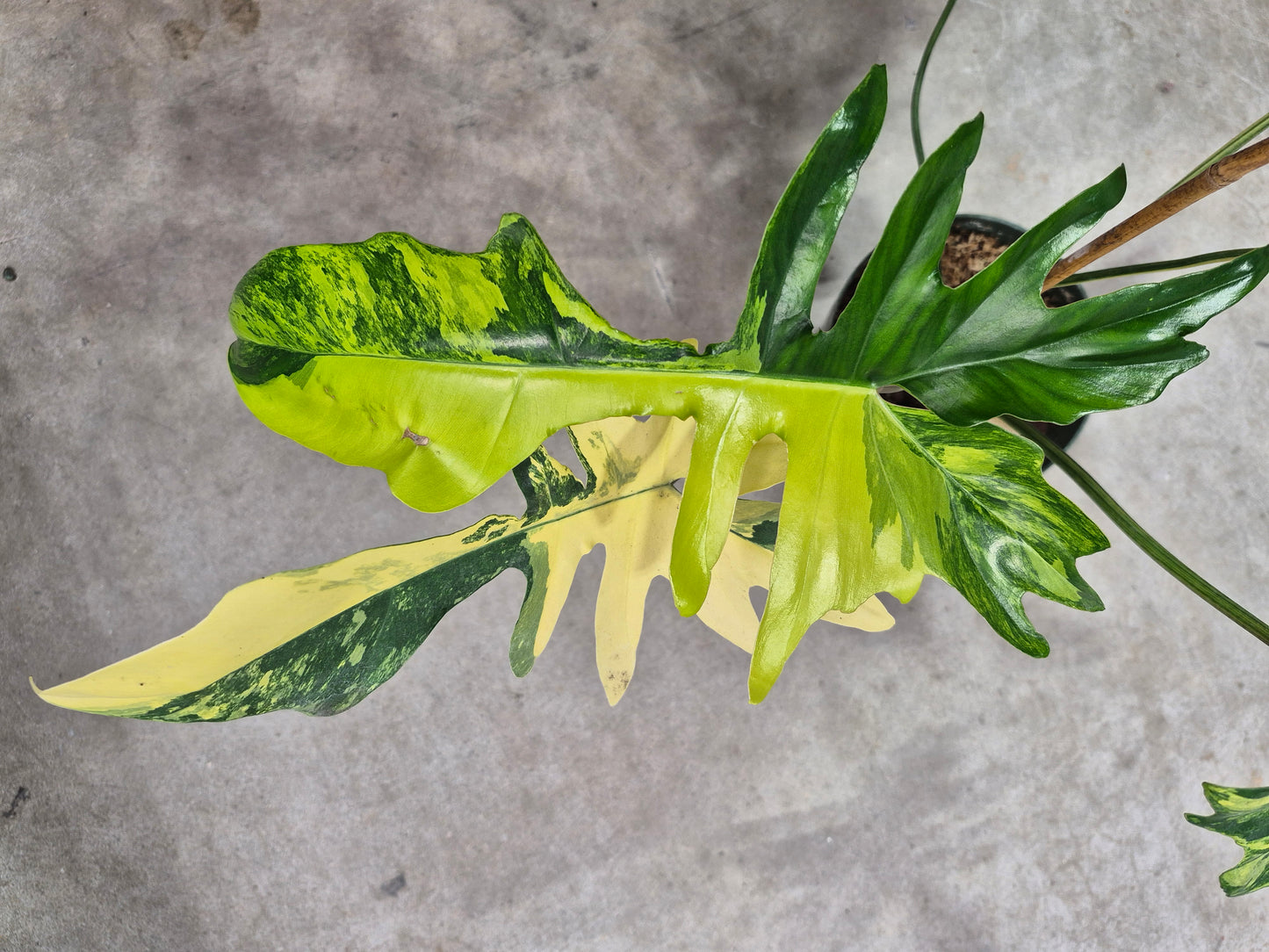Philodendron kitina - 6"