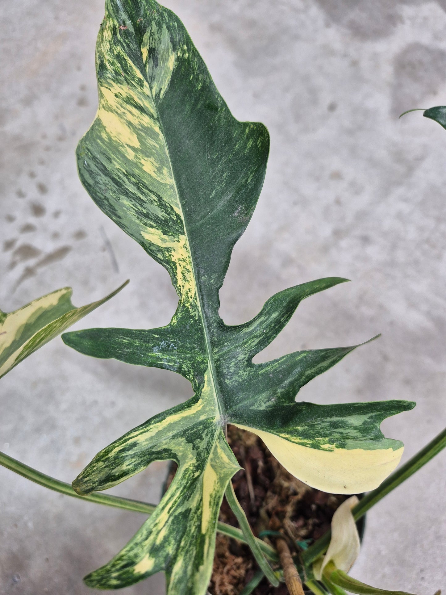 Philodendron kitina - 6"