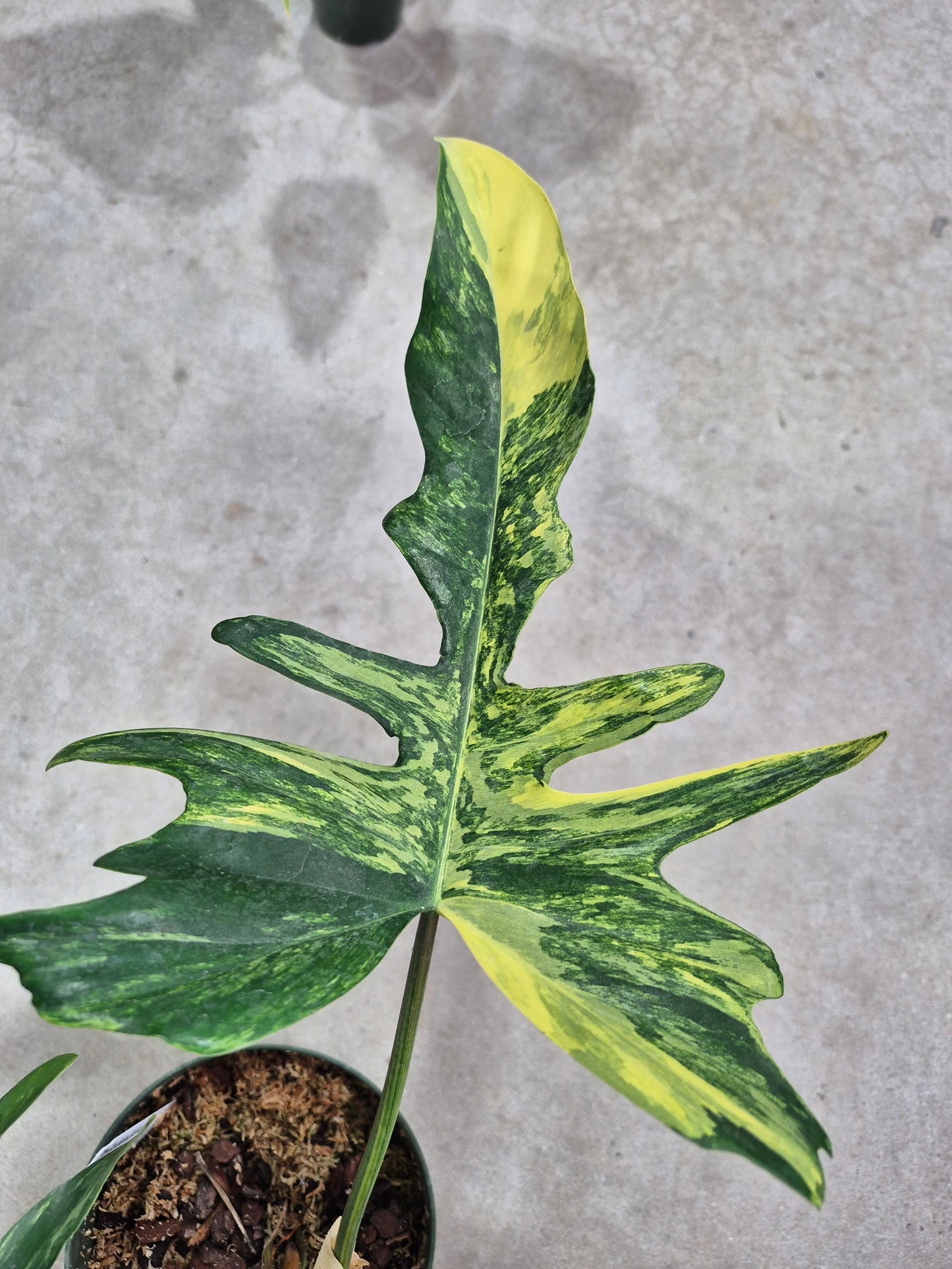 Philodendron kitina - 6"