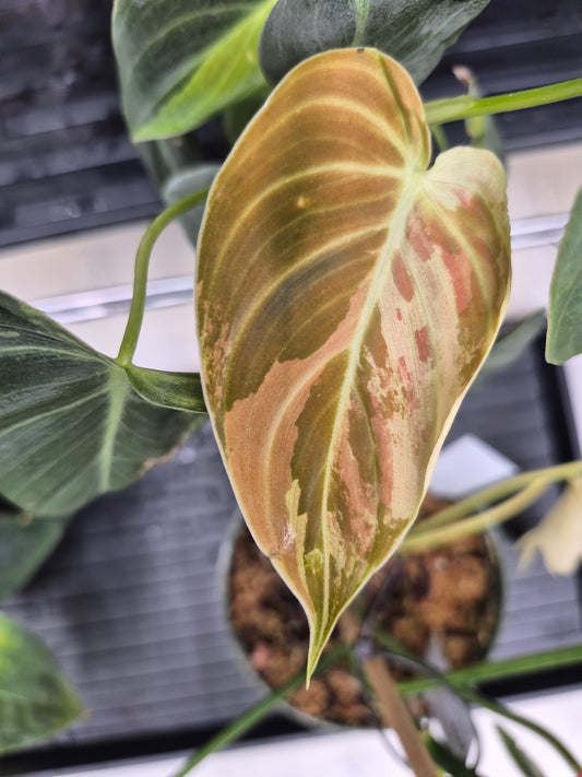 Philodendron melanochrysum f. variegatum - 4"
