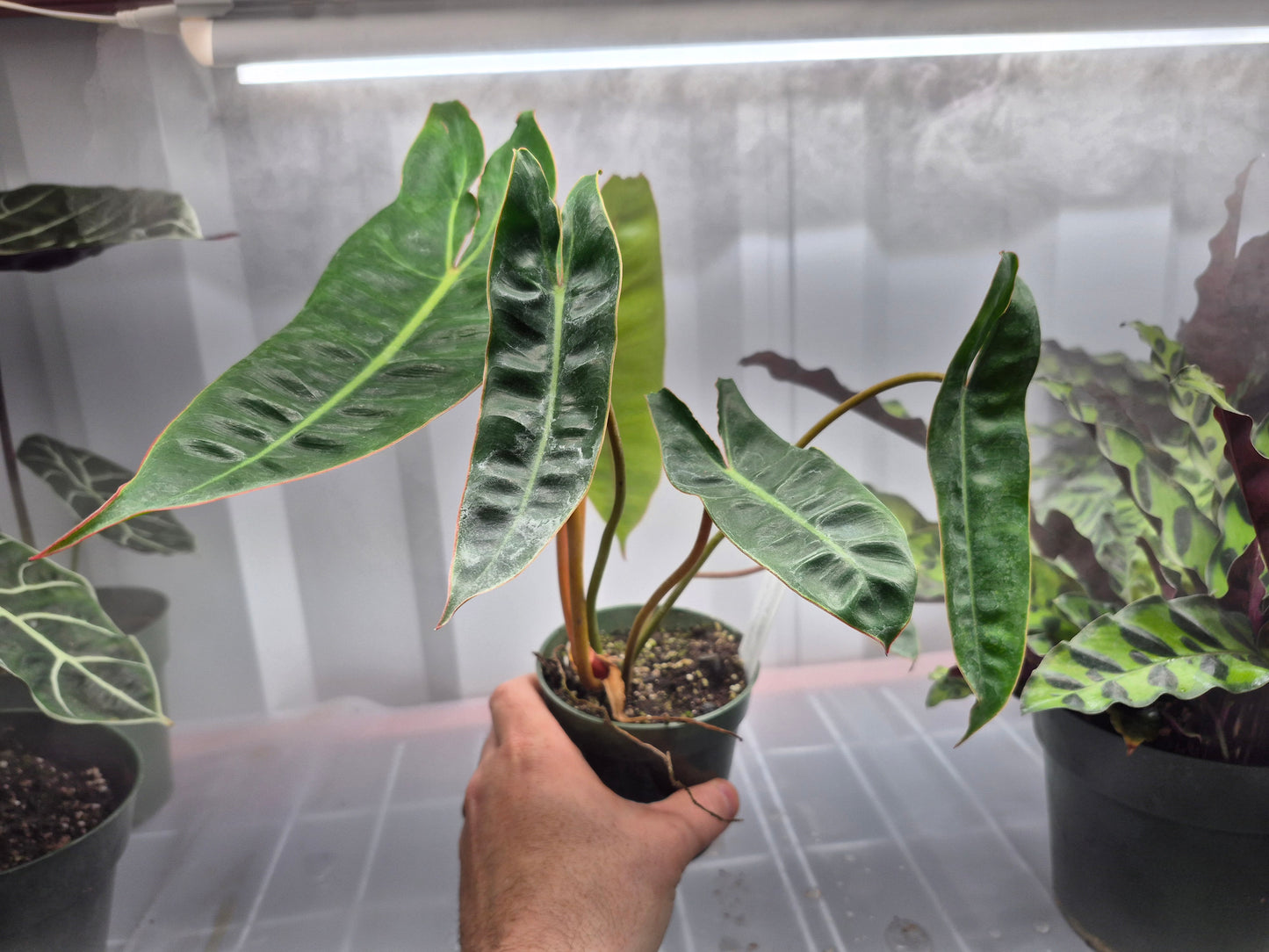 Philodendron billietiae - 4"