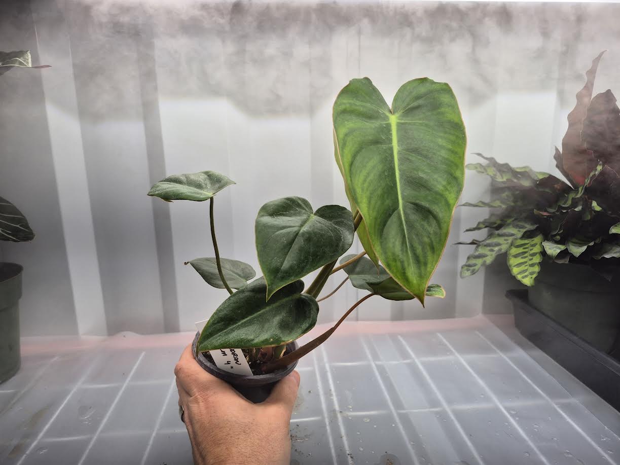 Picture of Philodendron 'Billienum' being held by hand with a wire shelf with humidifier fog blowing behind it.