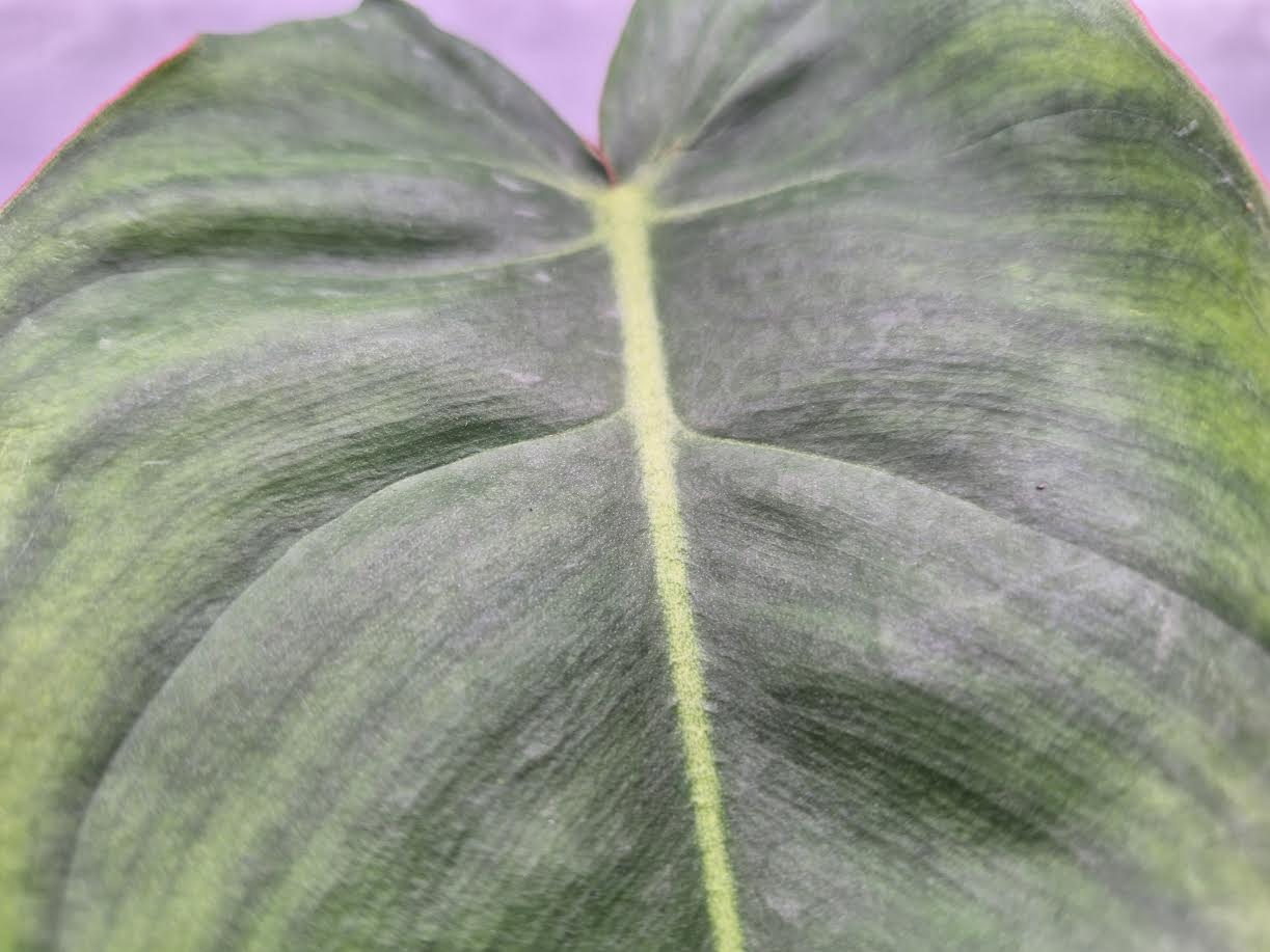 Picture of Philodendron 'Billienum' close up of green leaf and leaf vein closeup.