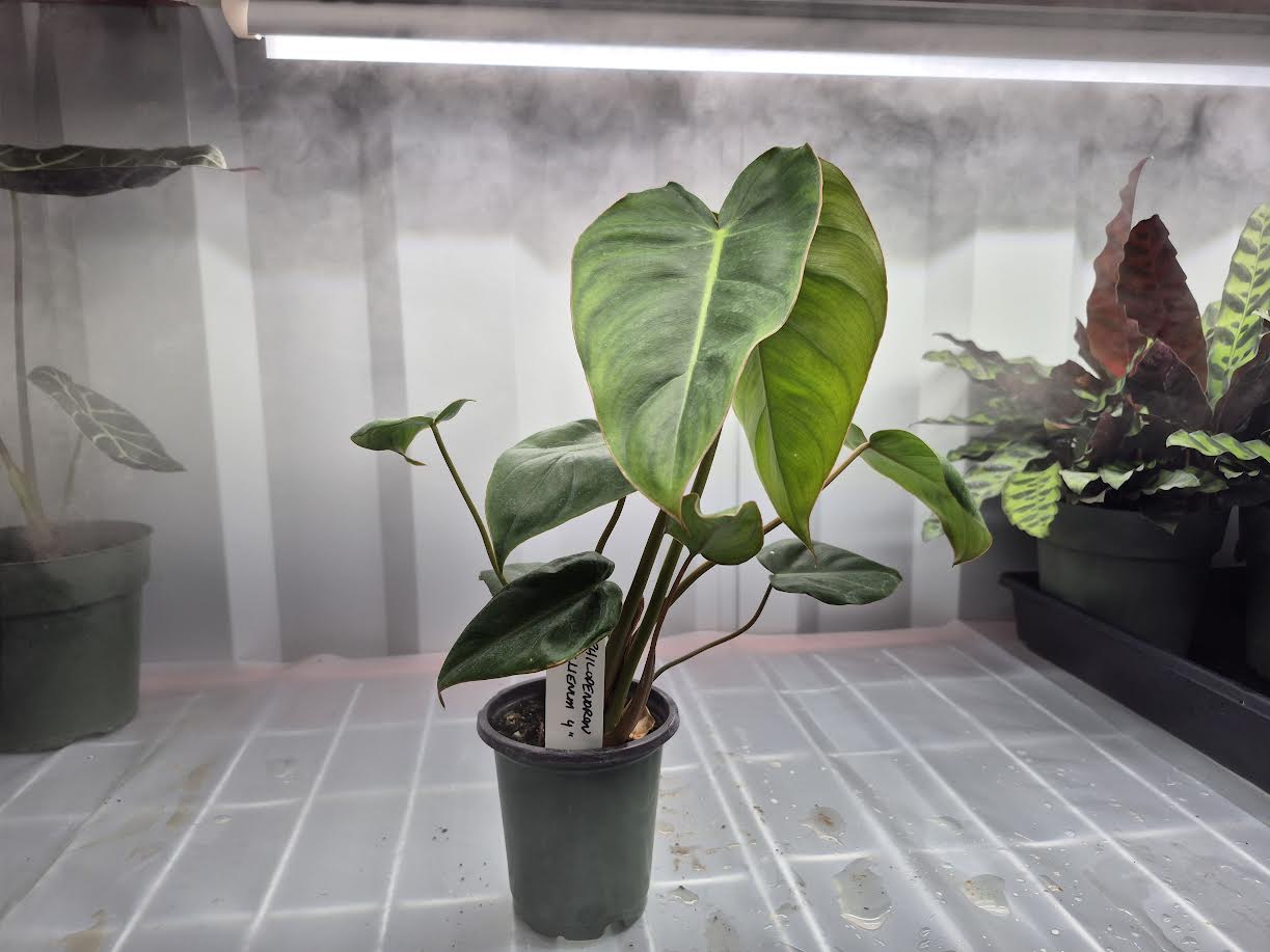 Picture of Philodendron 'Billienum' 4 inch pot an a wire shelf with humidifier fog blowing behind it.