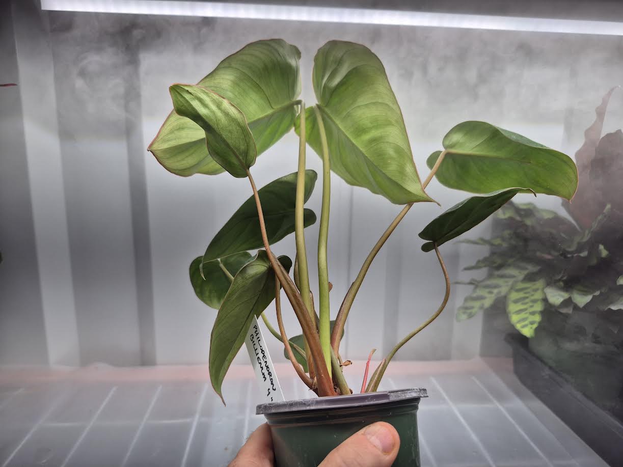Picture of Philodendron 'Billienum' 4 inch pot being held by hand and a wire shelf with humidifier fog blowing behind it.