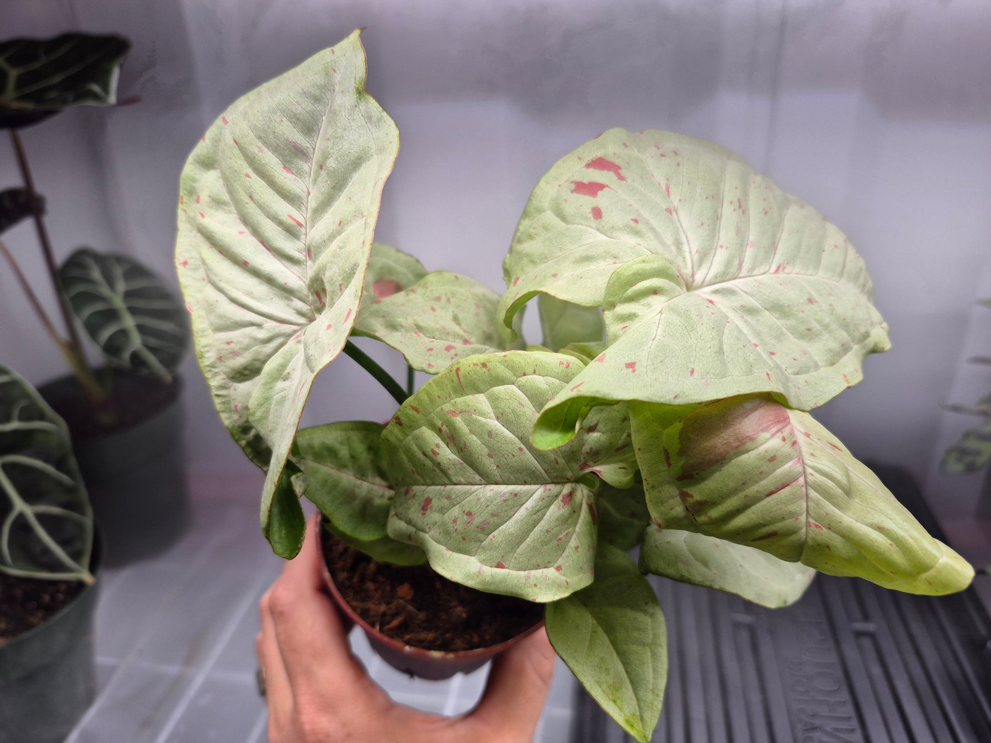 Picture of Synigonium 'Milk Confetti' 4 inch pot being held by hand over a wire shelf with humidifier fog blowing behind it.