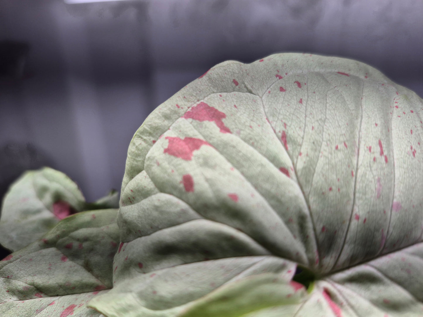 Picture of Synigonium 'Milk Confetti' 4 inch pot being held by hand over a wire shelf with humidifier fog blowing behind it. Picture is a close up detail of the white leaf background and pink splotches or variegation of the leaf.