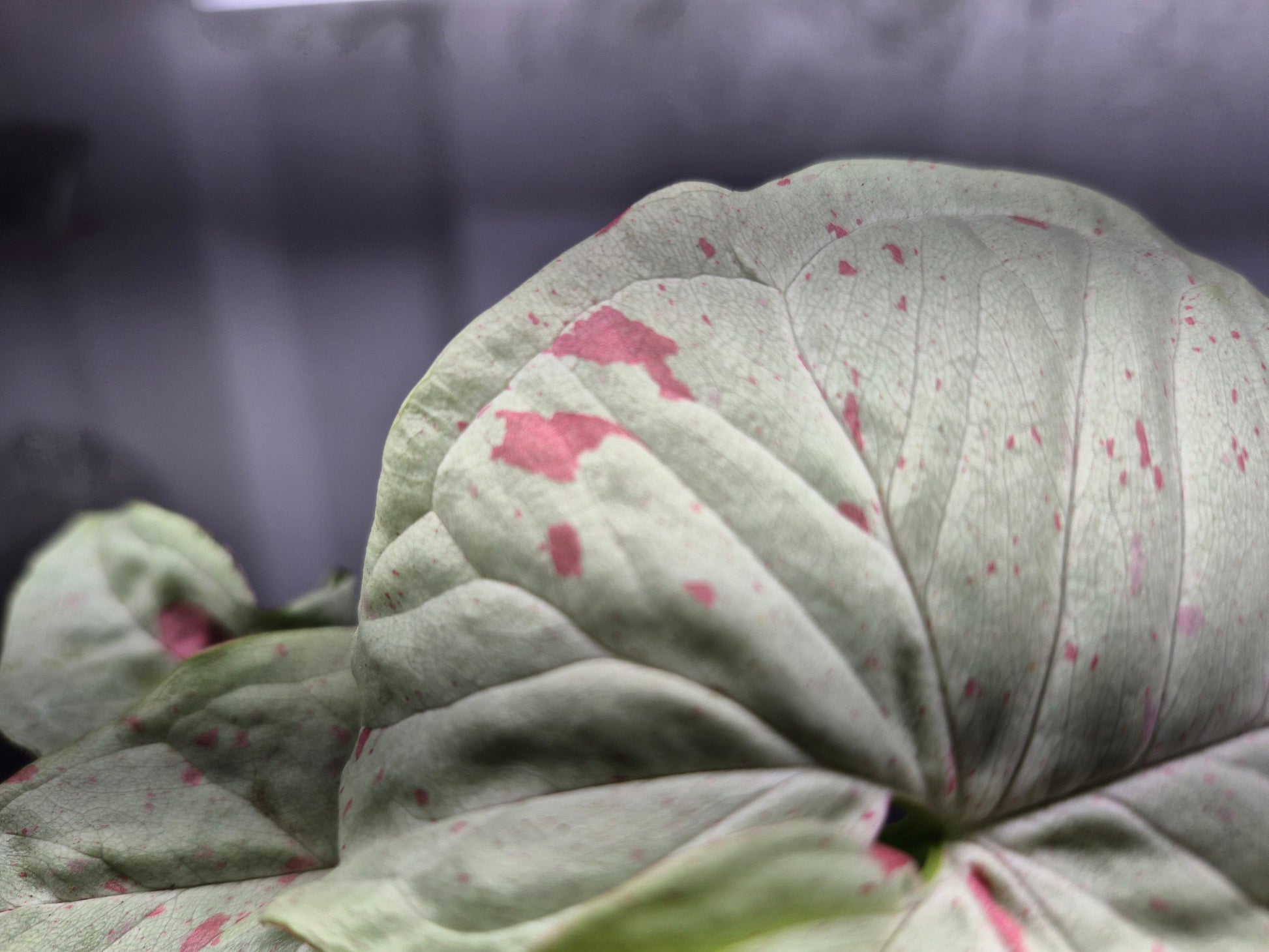 Picture of Synigonium 'Milk Confetti' 4 inch pot being held by hand over a wire shelf with humidifier fog blowing behind it. Picture is a close up detail of the white leaf background and pink splotches or variegation of the leaf.