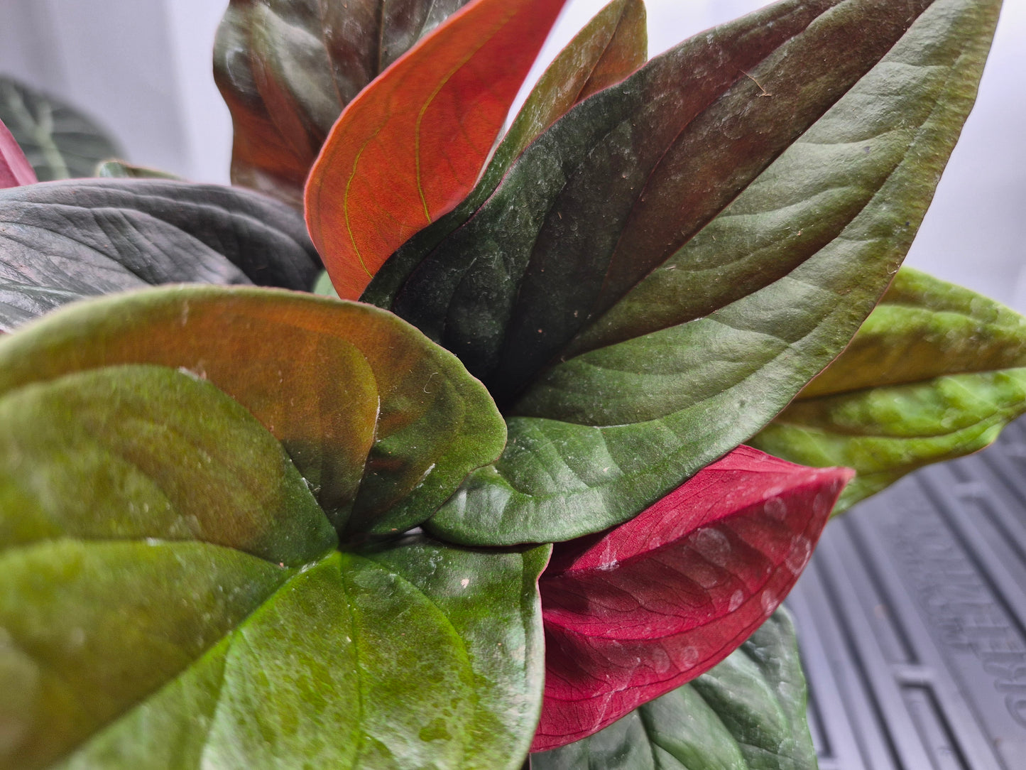 Close up picture Syngonium 'Red Arrow' sitting on a wire shelf with humidity fog being blown behind it. Leaves are dark green with red underside.