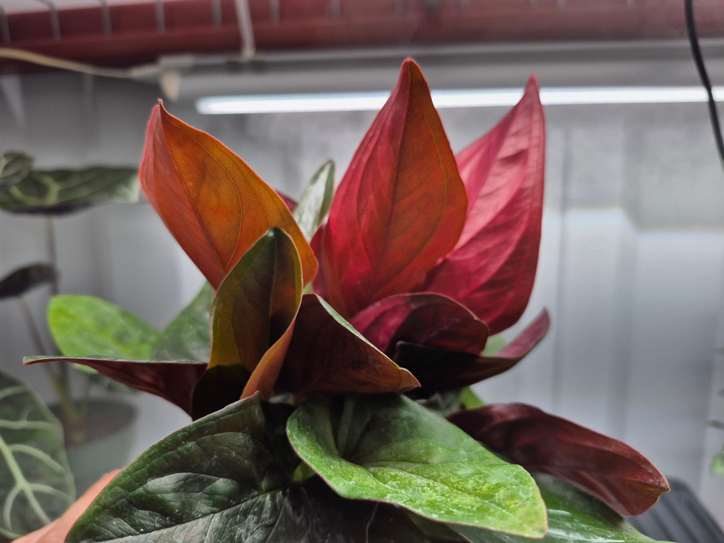 Close up picture Syngonium 'Red Arrow' sitting on a wire shelf with humidity fog being blown behind it. Leaves are dark green with red underside. Picture is taken from below,.