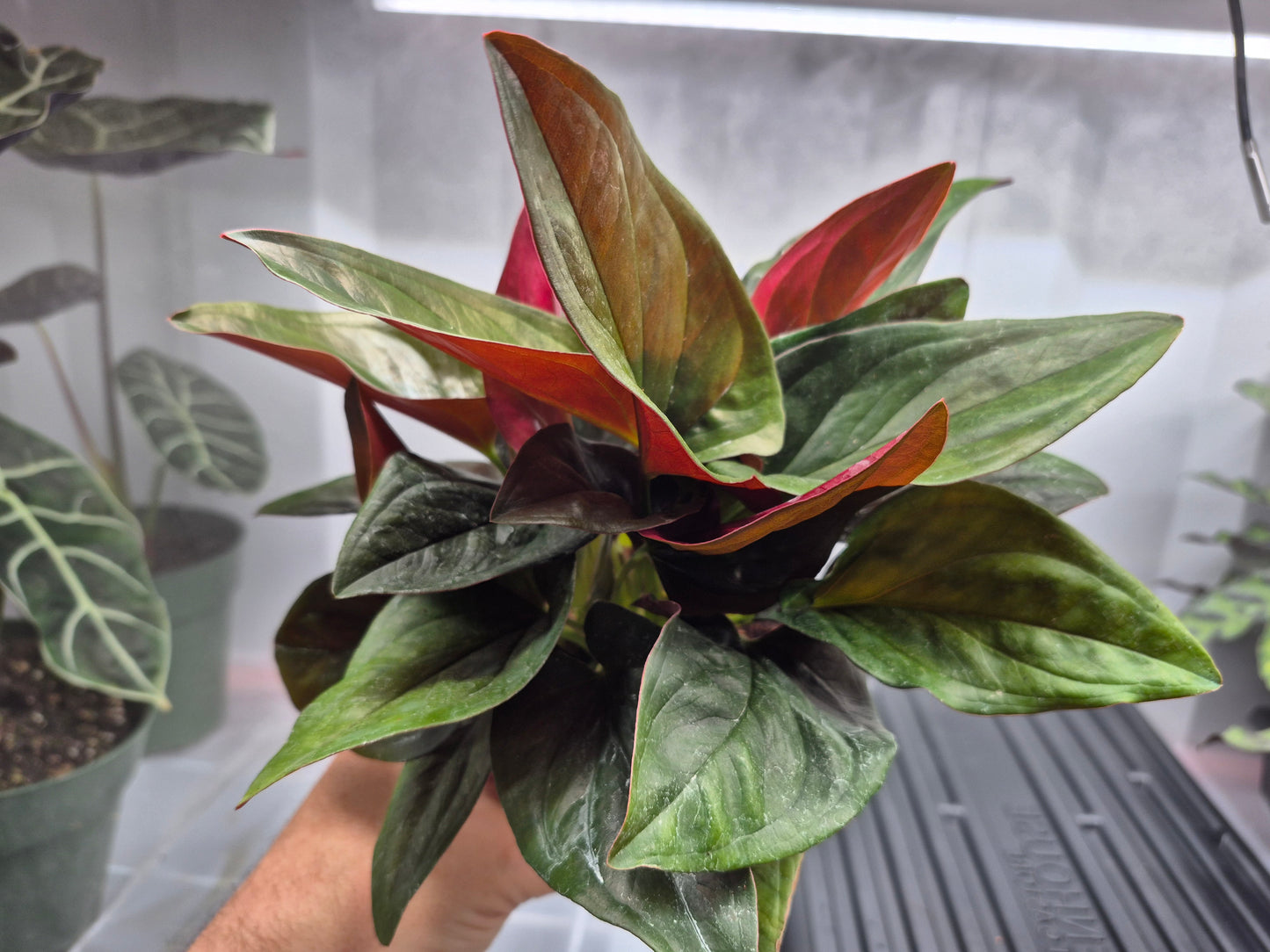 Picture Syngonium 'Red Arrow' sitting on a wire shelf with humidity fog being blown behind it. Plant is being held by hand to show size comparison.  Leaves are dark green with red underside.