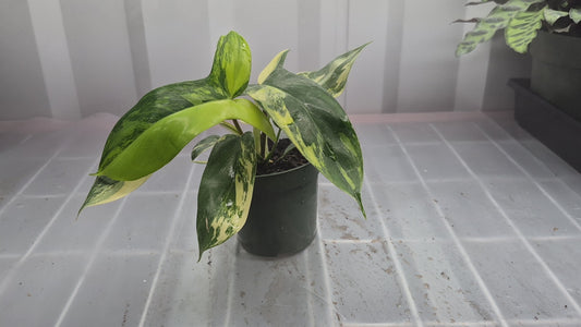 Philodendron 'Florida Beauty' - 4"
