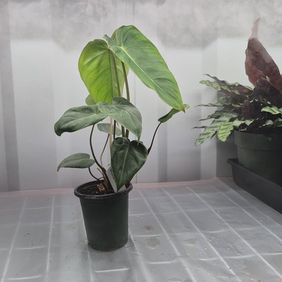 Video of Philodendron 'Billienum' on wire shelf with humidifier fog blowing behind it.