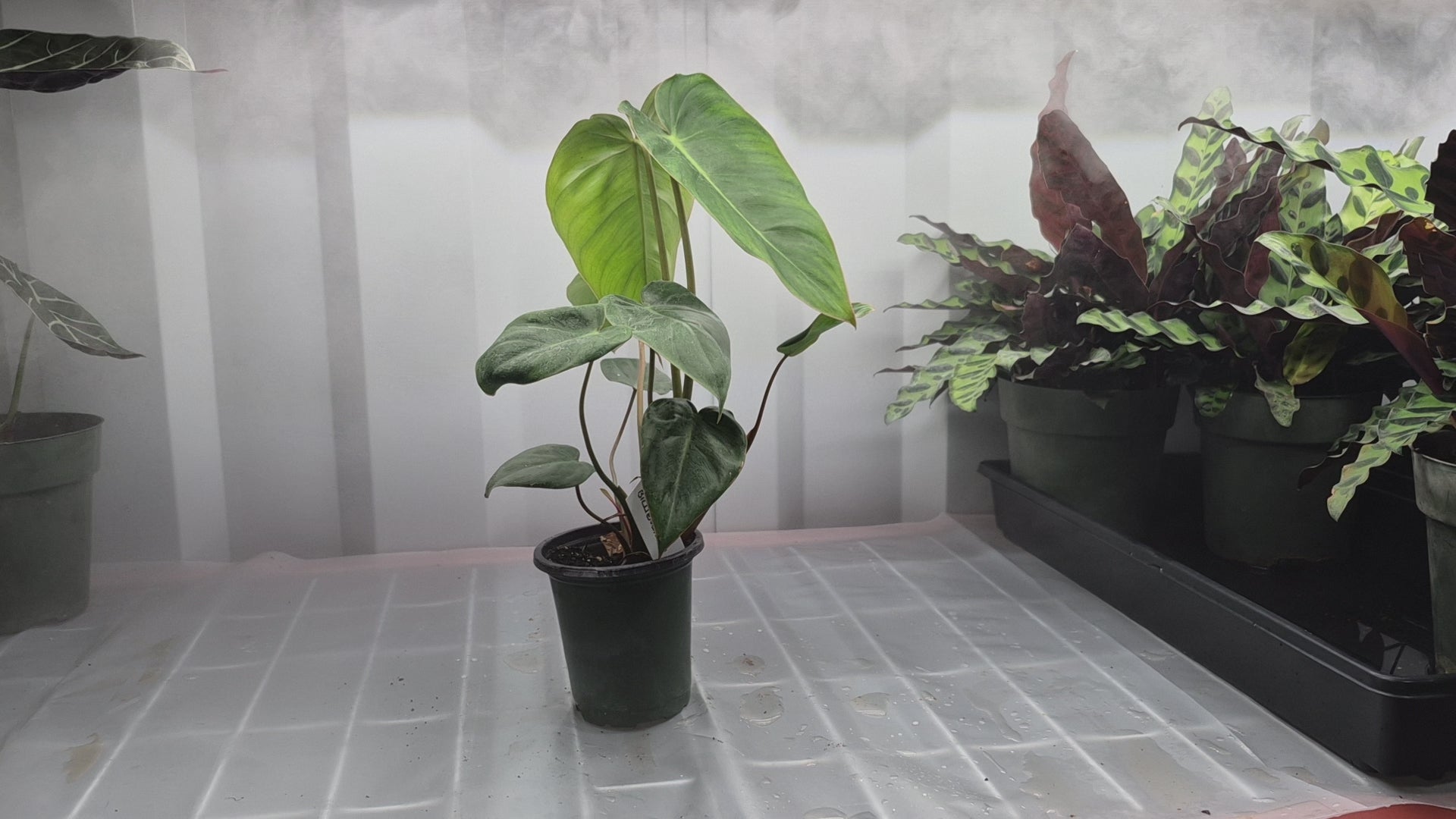 Video of Philodendron 'Billienum' on wire shelf with humidifier fog blowing behind it.