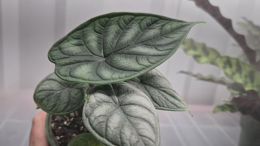 Alocasia 'Dragon Scale' (baginda) - 4"