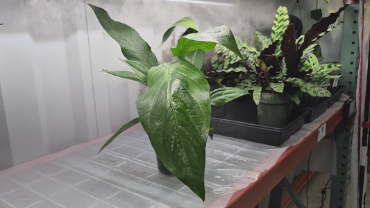 Anthurium 'Big Bill' - 6"