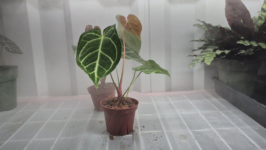 Anthurium Regale hybrid - 4"