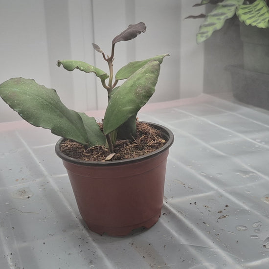 Video of Hoya waymaniae in a 4 inch pot on a wire shelf with humidity fog blowing behind the plant. Plant has curvy leaf edges.