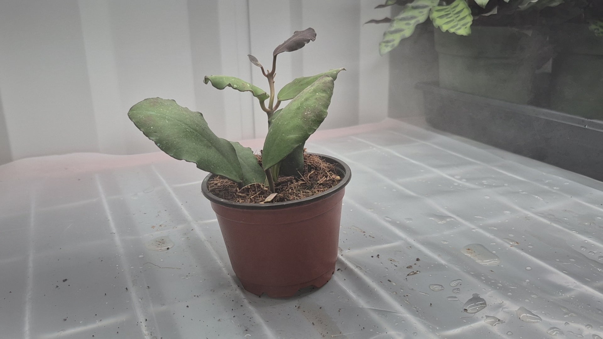 Video of Hoya waymaniae in a 4 inch pot on a wire shelf with humidity fog blowing behind the plant. Plant has curvy leaf edges.