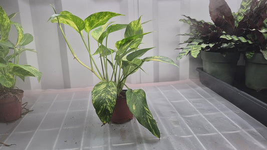 Epipremnum pinnatum 'Golden Flame' - 4"