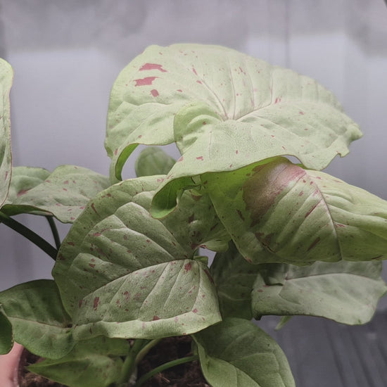Video of Syngonium 'Milk Confetti' in a 4 inch pot with wire shelf and humidity fog blowing behind the plant.