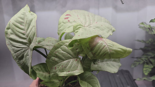Video of Syngonium 'Milk Confetti' in a 4 inch pot with wire shelf and humidity fog blowing behind the plant.