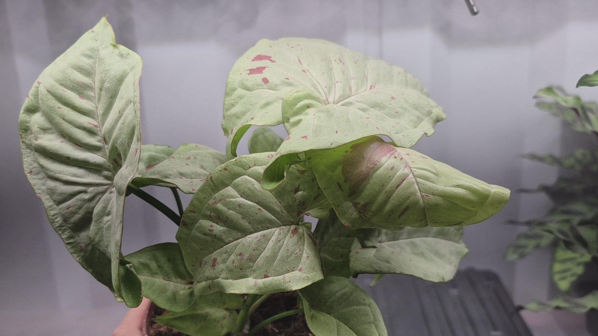 Video of Syngonium 'Milk Confetti' in a 4 inch pot with wire shelf and humidity fog blowing behind the plant.
