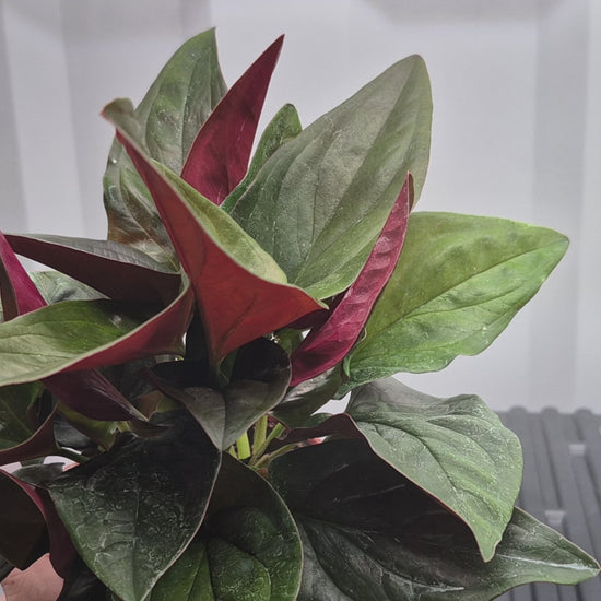 Video of Syngonium 'Red Arrow' sitting on a wire shelf with humidity fog being blown behind it. Leaves are dark green with red underside.