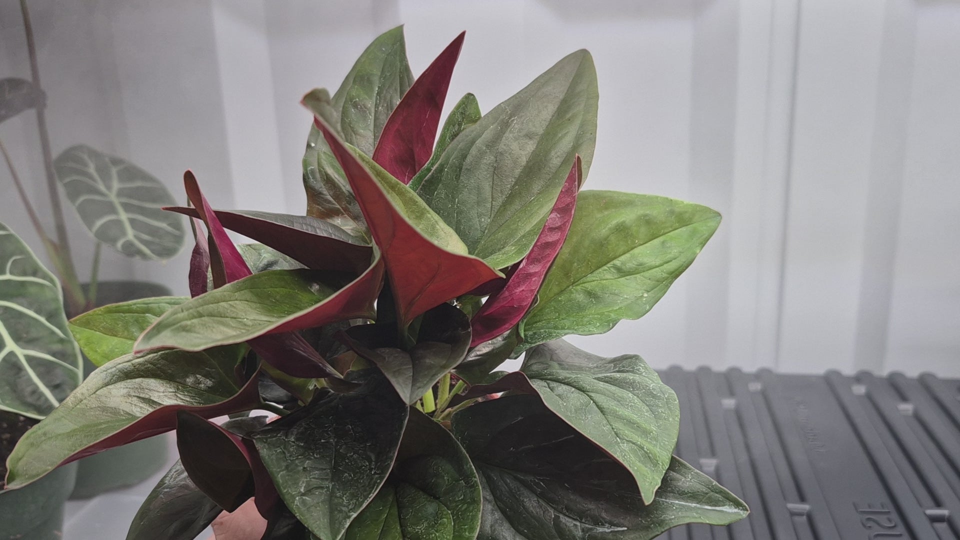 Video of Syngonium 'Red Arrow' sitting on a wire shelf with humidity fog being blown behind it. Leaves are dark green with red underside.