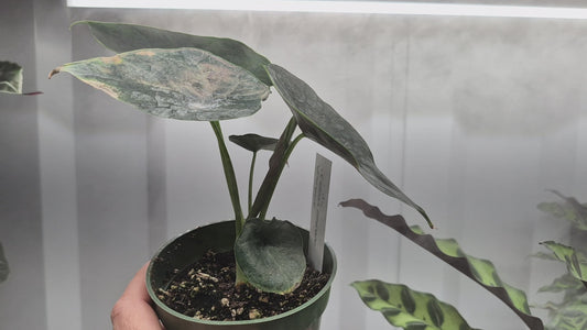 Alocasia 'Green Unicorn' - 4"