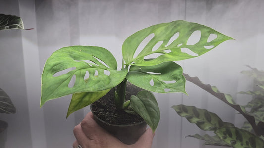 Monstera epipremnoides 'Esqueleto' - 4"