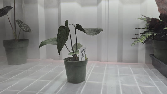 Anthurium 'Ace of Spades' - 4"