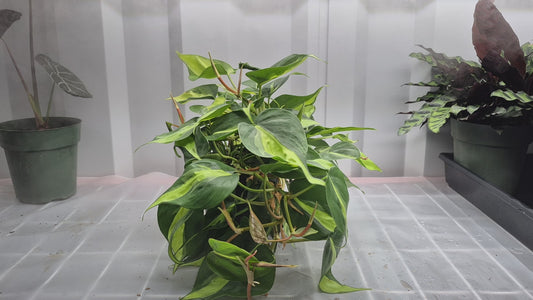 Philodendron hederaceum Brasil - 6"