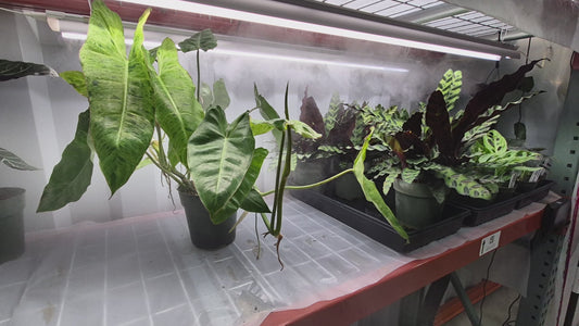 Philodendron  'Paraiso Verde' - 6"