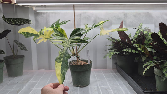 Philodendron kitina - 6"