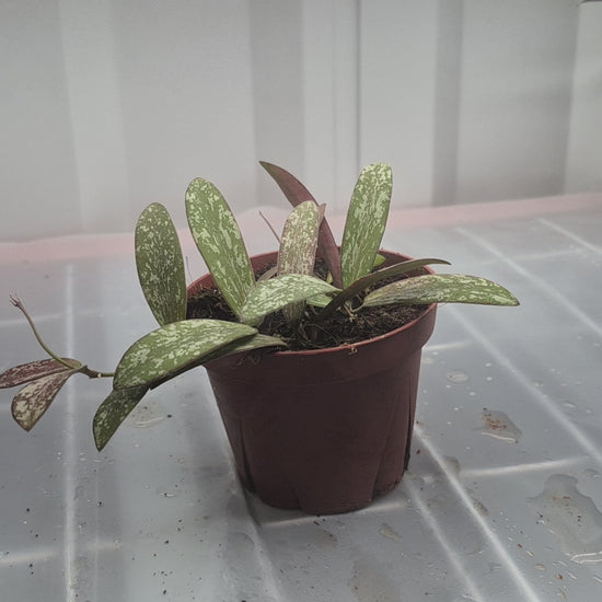 Video of Hoya sigillatis in a 4 inch pot sitting on a wire shelf with humidity fog and grow lights behind the plant. Plant has silver splotches with green leaf background, oval leaves, that turn to red with sun stress.