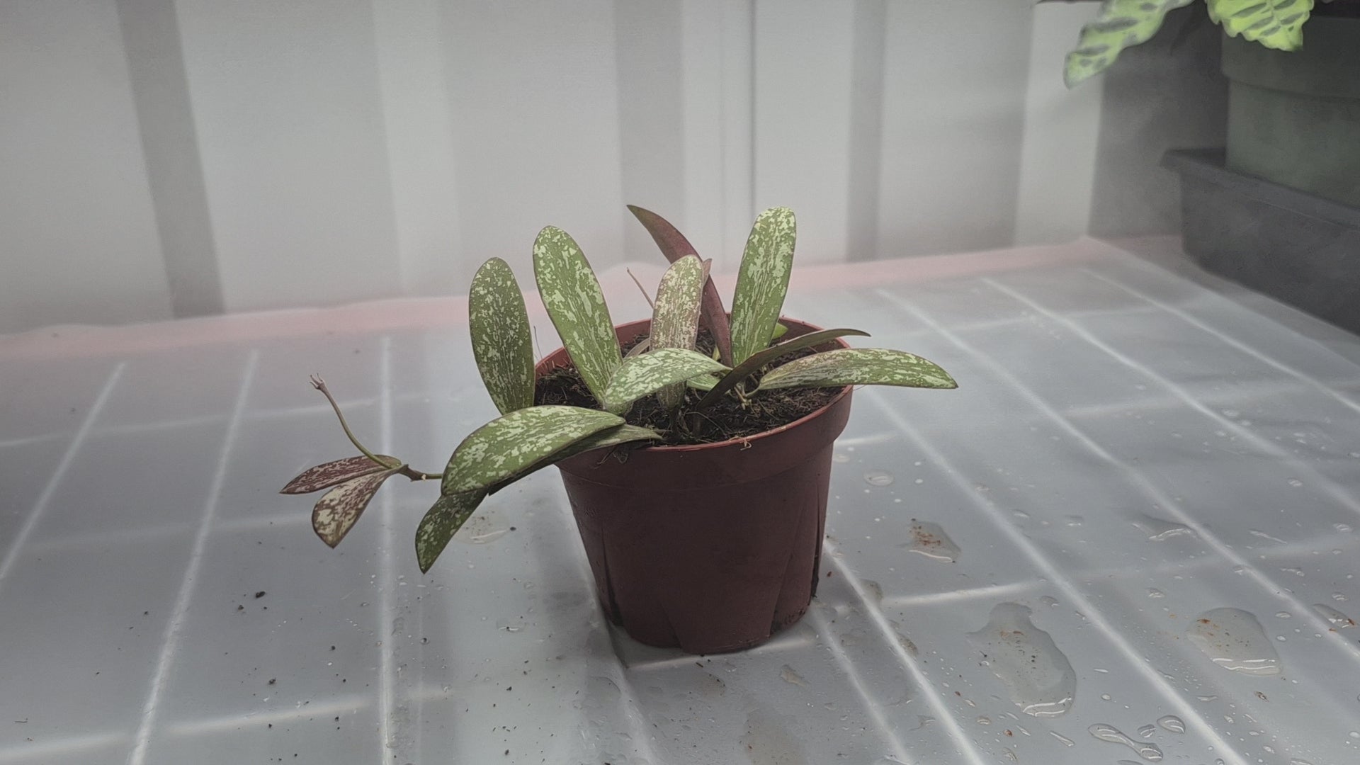 Video of Hoya sigillatis in a 4 inch pot sitting on a wire shelf with humidity fog and grow lights behind the plant. Plant has silver splotches with green leaf background, oval leaves, that turn to red with sun stress.