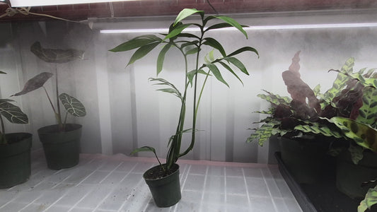 Monstero sp. Subpinnata - 4"