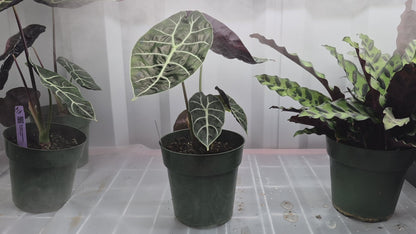 Alocasia longiloba f. watsonia Doff Purple Vein - 6"
