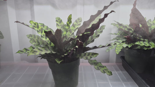 Goeppertia insignis (Calathea lancifolia)  - 6"