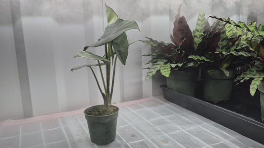 Alocasia 'Blue Dragon' - 4"