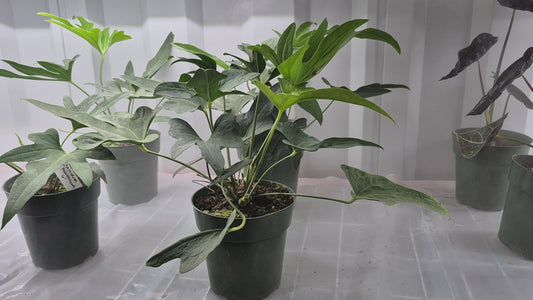 Anthurium podophyllum - 6"
