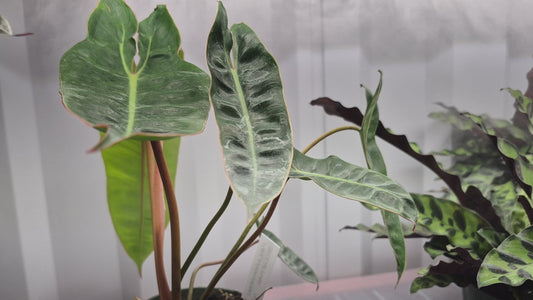 Philodendron billietiae - 4"