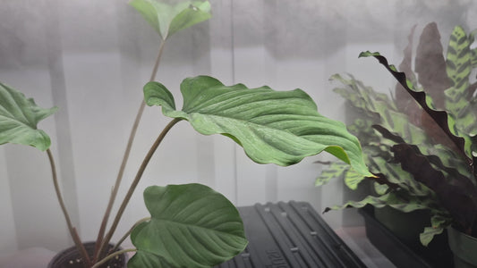 Homalomena humilis 'Red Velvet' - 4"
