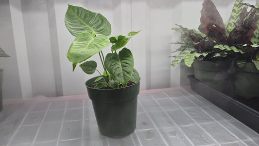 Anthurium veitchii King - 4"